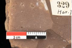 Foto (Detailansicht) von Pinus ciliata Ettingshausen (NHMW-GEO-2024-0188-0329)